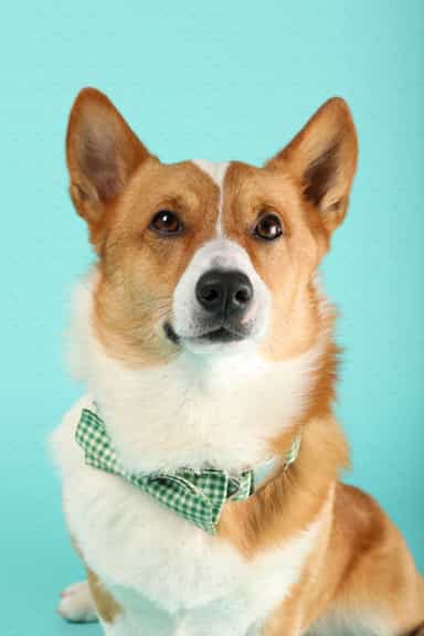 Bear The Corgi
